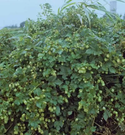 Humulus lupulus Cascade - Hopplant