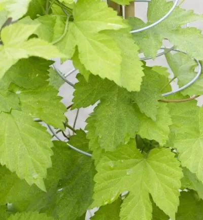 Humulus lupulus Golden Tassels - Hopplant