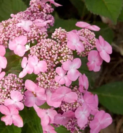 Hydrangea macrophylla 'Endless Summer Pop Star Pink' - Doorbloeiende Hortensia