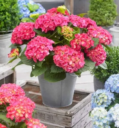 Hydrangea macrophylla 'Little Pink' - Hortensia