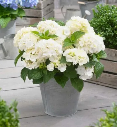 Hydrangea macrophylla 'Little White' - Hortensia