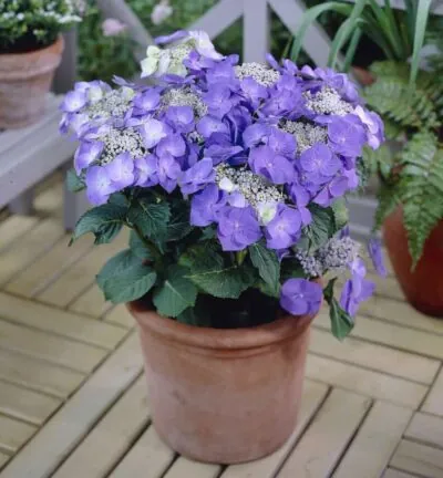 Hydrangea macrophylla 'Teller Blue' (Blue Sky) - Hortensia