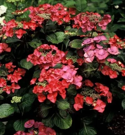 Hydrangea macrophylla 'Teller Red' (Rotkehlchen) - Hortensia