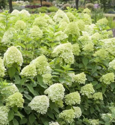 Hydrangea paniculata 'Limelight' - Hortensia