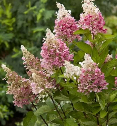 Hydrangea paniculata 'Pinky Winky' - Hortensia