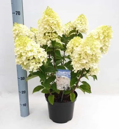 Hydrangea paniculata 'Silver Dollar' - Hortensia