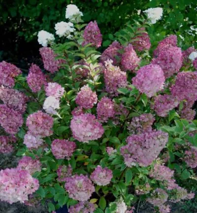 Hydrangea paniculata 'Sundae Fraise' - Hortensie