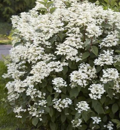 Hydrangea paniculata 'Wim's Red' - Hortensia