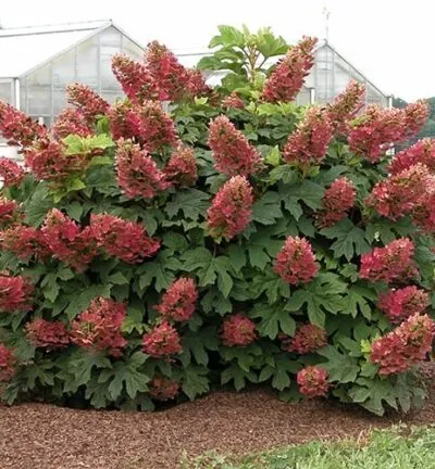 Hydrangea quercifolia 'Ruby Slippers' - Hortensia