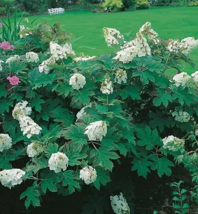 Hydrangea quercifolia 'Snow Queen' - Hortensia