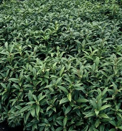 Sarcococca hookeriana humilis - Vleesbes