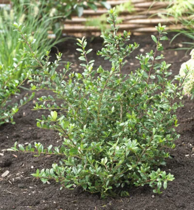 Ilex crenata 'Stokes' - Japanse Hulst