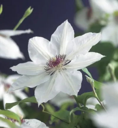 Clematis patens 'Miss Bateman' - Bosrank