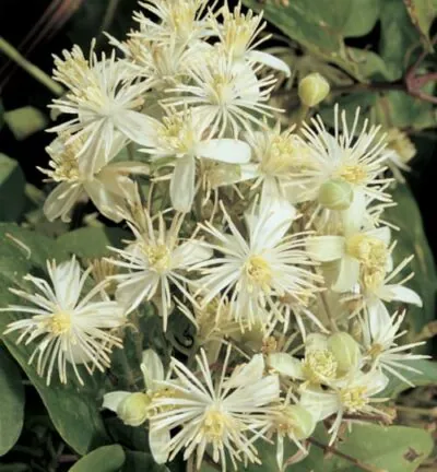 BIO Clematis vitalba - Wilde Bosrank