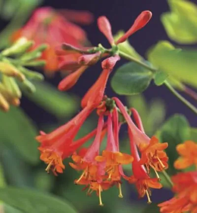 Lonicera brownii 'Dropmore Scarlet' - Geißblatt