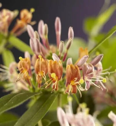 Lonicera Henryi - Immergrünes Geißblatt