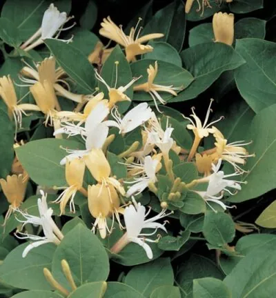 Lonicera japonicum 'Hall's Prolific' - Japanisches Geißblatt