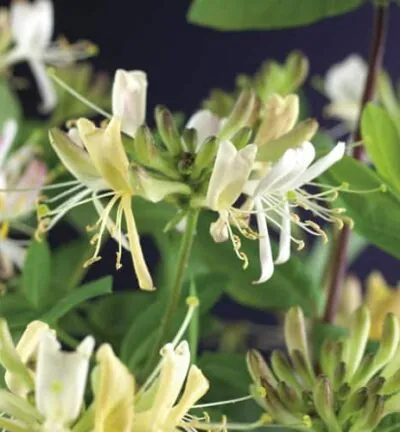 Lonicera periclymenum 'Belgica Select' - Blaues Geißblatt