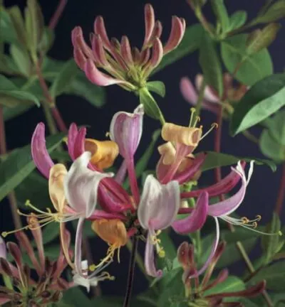 Lonicera periclymenum 'Serotina' - Waldgeißblatt