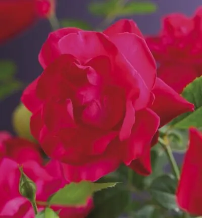 Rosa ´Heidelberg´ - Klimroos