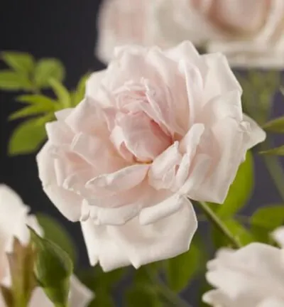 Rosa ´New Dawn´ - Klimroos