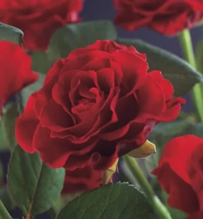 Rosa ´Paul´s Scarlet Climber´ - Klimroos