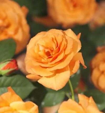 Rosa ´Orange Climber´ - Klimroos