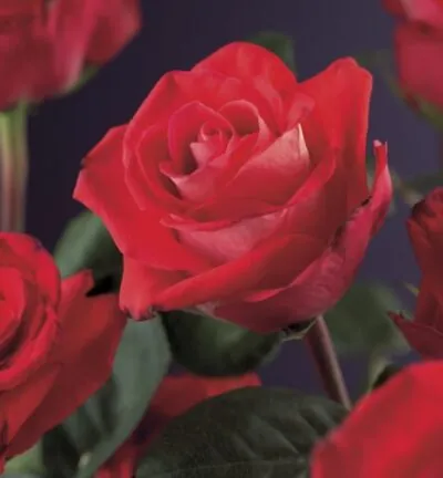 Rosa 'Red Climber' - Kletterrose