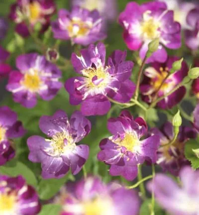 Rosa 'Veilchenblau' - Kletterrose