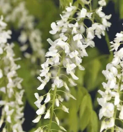 Wisteria sinensis 'Alba'  -  Blauwe Regen