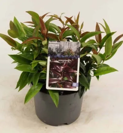 Leucothoe 'Carinella' - Traubenheide