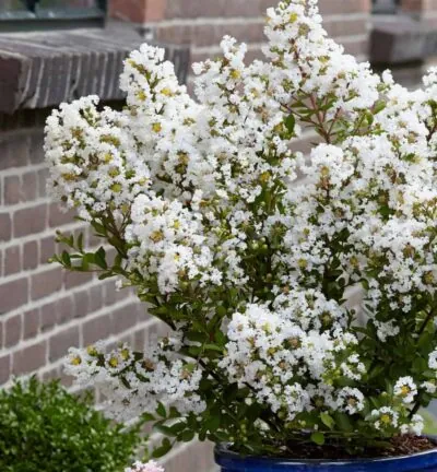 Lagerstroemia indica With Love Virgin - Lagerstroemia