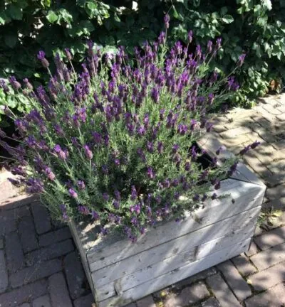 Lavandula stoechas 'Papillon' - Vlinderlavendel