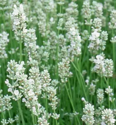 Lavandula angustifolia 'Arctic Snow'  -  Lavendel