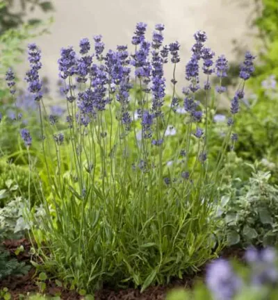 Lavandula angustifolia Dwarf Blue -  Lavendel