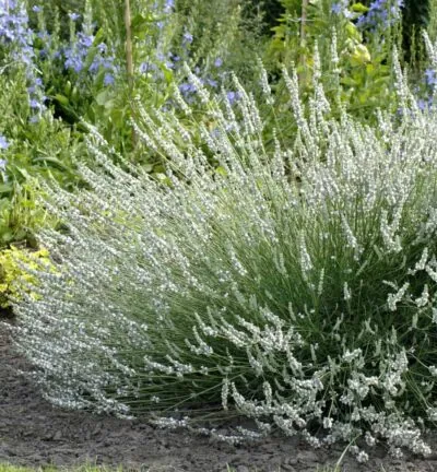 Lavandula angustifolia 'Edelweiss'  -  Lavendel