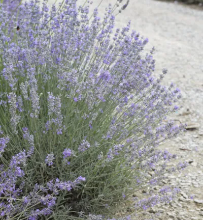 Lavandula angustifolia - Lavendel