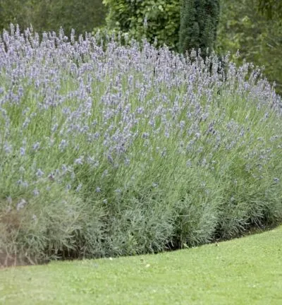 Lavandula intermedia 'Grosso'  -  Lavendel
