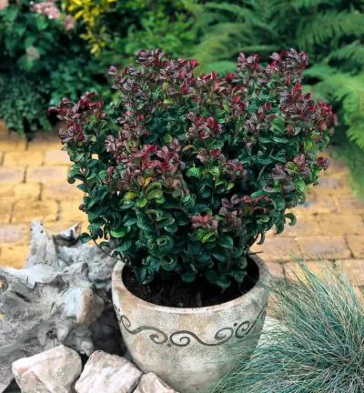 Leucothoe axillaris 'Curly Red' - Druifheide
