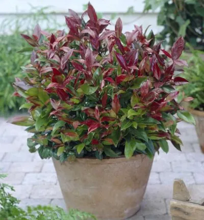 Leucothoe axillaris 'Zeblid' - Druifheide