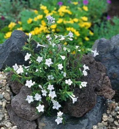 Lithodora diffusa 'Alba' (=Glandora) - Parelkruid