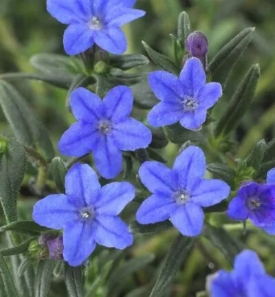 Lithodora (Glandora) diffusa 'Grace Ward' - Parelkruid