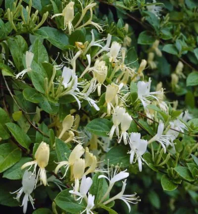 Lonicera japonica 'Halliana' - Japanisches Geißblatt