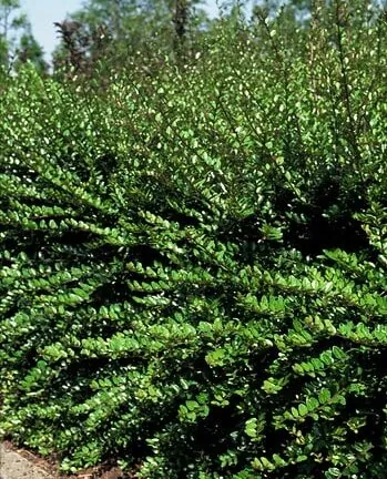 Lonicera nitida 'Elegant' - Struikkamperfoelie