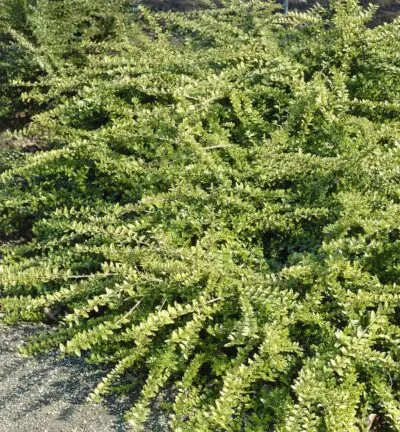 Lonicera nitida 'Maigrun' - Struikkamperfoelie