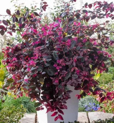 Loropetalum chinense 'Fire Dance' - Heksenstruik