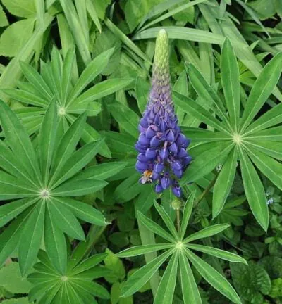 Lupinus Gallery 'Blue' - Vaste Lupine
