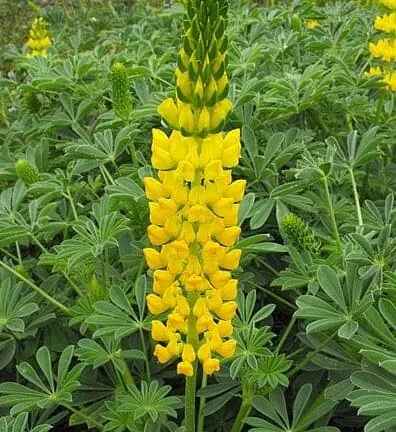 Lupinus Gallery 'Yellow' - Vaste Lupine