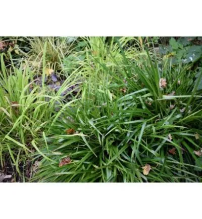 Luzula sylvatica - Grote Veldbies