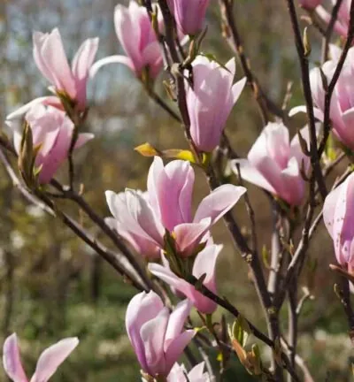 Magnolie 'Soulangeana' - Biberbaum